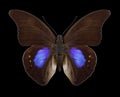 Butterfly Prepona chromus