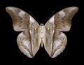 Butterfly Prepona chromus underside