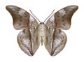 Butterfly Prepona chromus underside Royalty Free Stock Photo