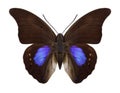 Butterfly Prepona chromus