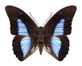 Butterfly Prepona dexamenus