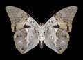 Butterfly Prepona dexamenus underside