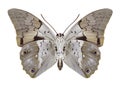 Butterfly Prepona dexamenus underside Royalty Free Stock Photo
