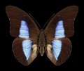 Butterfly Prepona eugenes