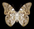 Butterfly Prepona eugenes underside Royalty Free Stock Photo