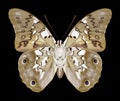 Butterfly Prepona eugenes underside