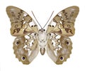 Butterfly Prepona eugenes underside Royalty Free Stock Photo