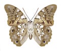 Butterfly Prepona eugenes underside