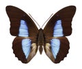 Butterfly Prepona eugenes