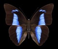 Butterfly Prepona pheridamas Royalty Free Stock Photo