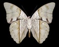 Butterfly Prepona pheridamas underside