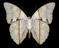 Butterfly Prepona pheridamas underside Royalty Free Stock Photo