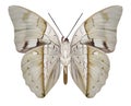 Butterfly Prepona pheridamas underside