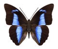 Butterfly Prepona pheridamas