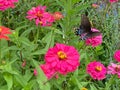 Butterfly and Pretty Zinnia Flowers in the Garden Royalty Free Stock Photo