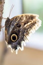 Butterfly profile