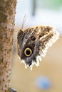 Butterfly profile