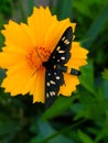 Butterfly Pseudomonas vulgaris on a flower close-up