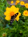 Butterfly Pseudomonas vulgaris on a flower close-up