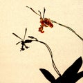 The Butterfly Psychopsis with its shadow on the wall Royalty Free Stock Photo