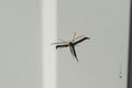 Butterfly Pterophoridae on a white fence. Unusual creation. Lepidopteran insects