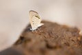 A butterfly puddling on cow dung