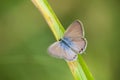 Butterfly with open wings on grass blade Royalty Free Stock Photo