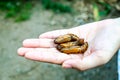 Three Butterfly Pupae Royalty Free Stock Photo