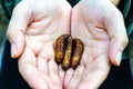 Three Butterfly Pupae Royalty Free Stock Photo