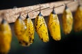 Butterfly pupa