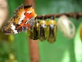 Butterfly and Pupa Royalty Free Stock Photo