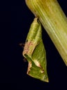 Butterfly pupa