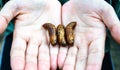 Three Butterfly Pupae Royalty Free Stock Photo