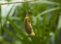 butterfly pupa hanging on a thread Royalty Free Stock Photo