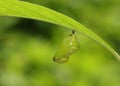 Butterfly Pupa - Milkweed butterfly Royalty Free Stock Photo