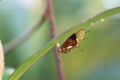 Butterfly pupa shell under the green leaf