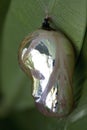 Butterfly Pupa Super Macro Royalty Free Stock Photo