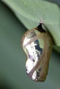 Butterfly Pupa Super Macro Royalty Free Stock Photo