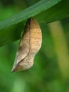 Butterfly pupa under grass leaf on green background