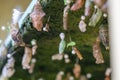 Butterfly pupae on display