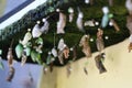 Butterfly pupae on display