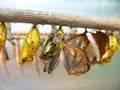 Butterfly and pupaes Royalty Free Stock Photo