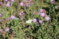 Butterfly on the purple blossom of the thistle plant in park hitland in the Netherlands.