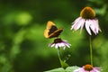 Butterfly on Purple Cone Flower