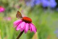 Butterfly On Purple Coneflower