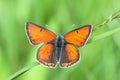 Butterfly purple-edged copper sitting on the grass blade. Lycaena hippothoe Royalty Free Stock Photo