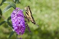 Butterfly on a Purple Flower Royalty Free Stock Photo