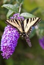 Butterfly on a Purple Flower Royalty Free Stock Photo