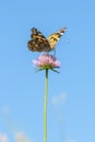 Butterfly On A Purple Flower Against The Blue Sky. Vertical Photo. Close Up