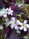 BUTTERFLY PURPLE FLOWER BEAUTIFUL IN A BRIGHT DAY Royalty Free Stock Photo